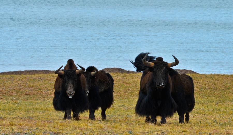 photo shows wild yaks in changtang national nature reserve of
